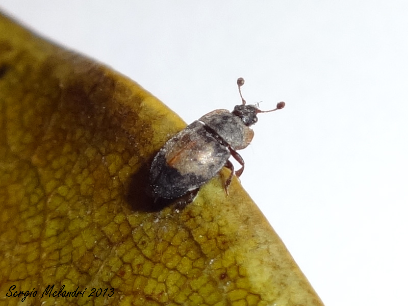 Da Identificare - Omosita discoidea (Nitidulidae)